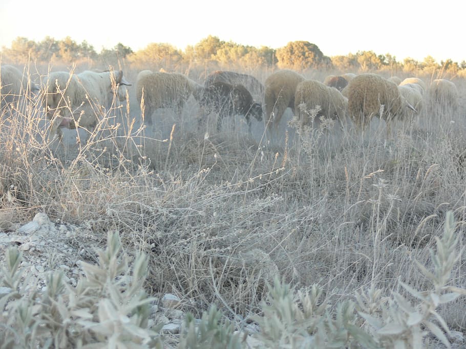sheep, landscape, nature, plant, no people, winter, cold temperature HD wallpaper