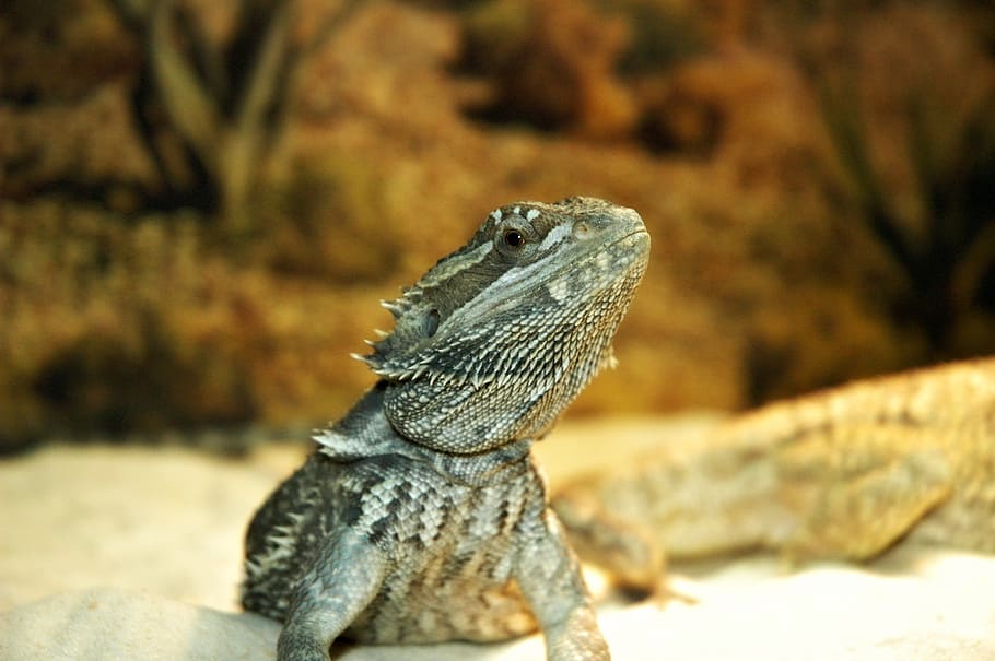 lizard, pet, dragon, bearded, animal themes, one animal, animal wildlife HD wallpaper