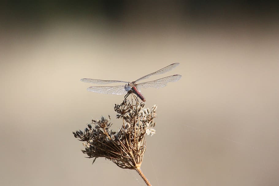 dragonfly, insect, close, nature, creature, wing, animal, dom HD wallpaper