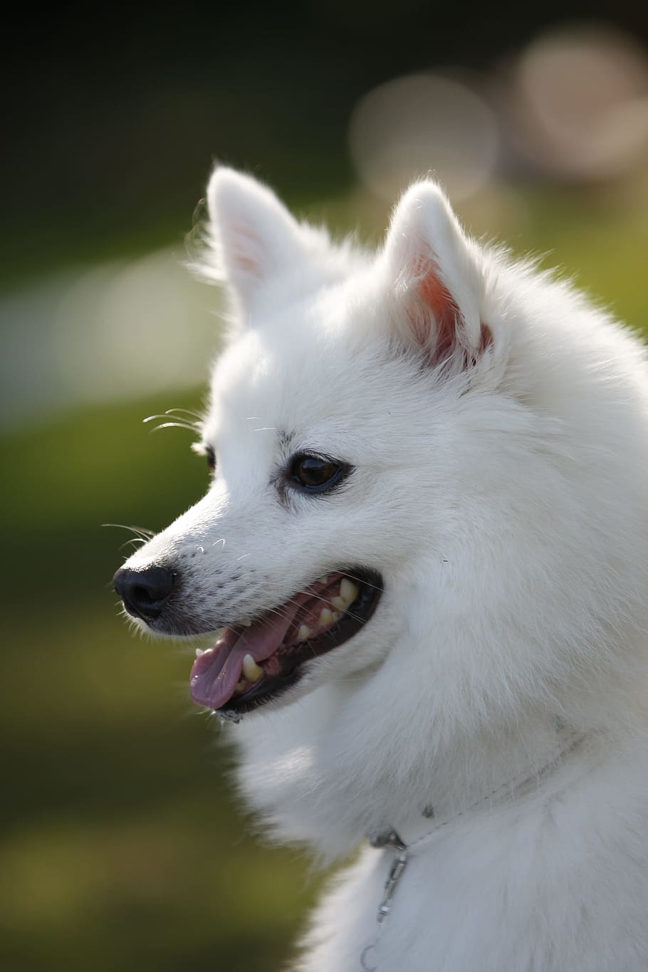 Hd Wallpaper Portrait Cute Mammal Animal Dog Japanese Spitz One Animal Wallpaper Flare