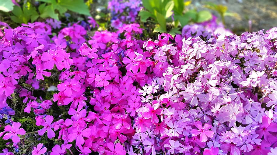 flowers, pink, bright, spring, flowering plant, vulnerability HD wallpaper