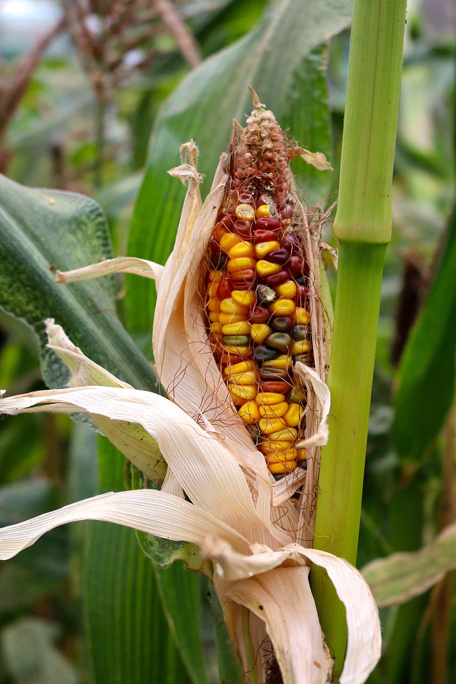 Corn, Maize, Grow, Agriculture, Crop, crop failure, unripe HD wallpaper