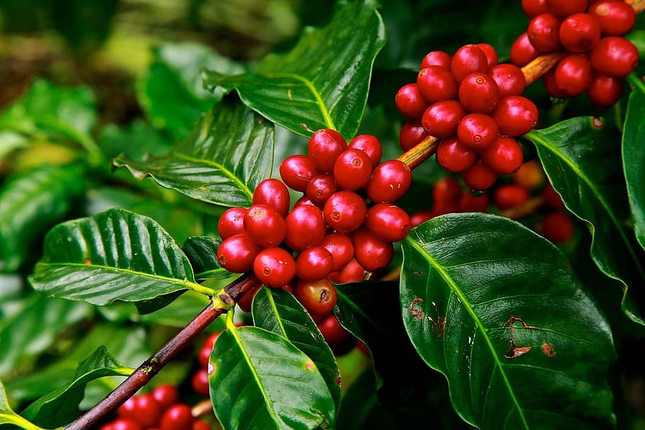 red coffee beans, ripe, agriculture, plant, raw, crop, grow, fruit, HD wallpaper