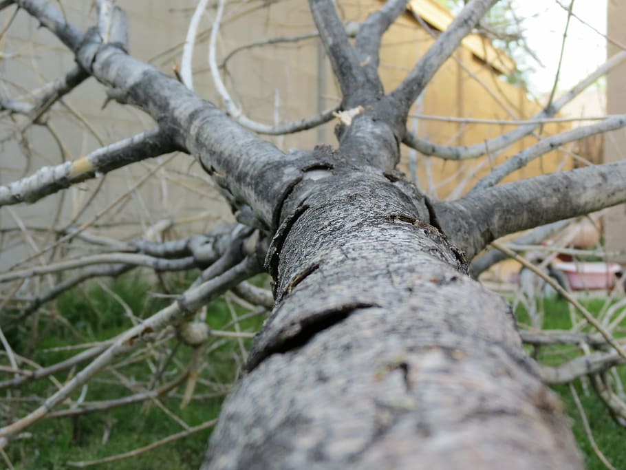 fallen tree, trunk, bark, outdoor, backyard, nature, plant HD wallpaper