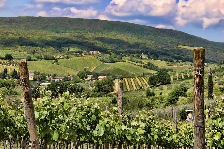 Tuscany, Vineyard, Landscape, Italy, hill, field, farm, italian, HD wallpaper