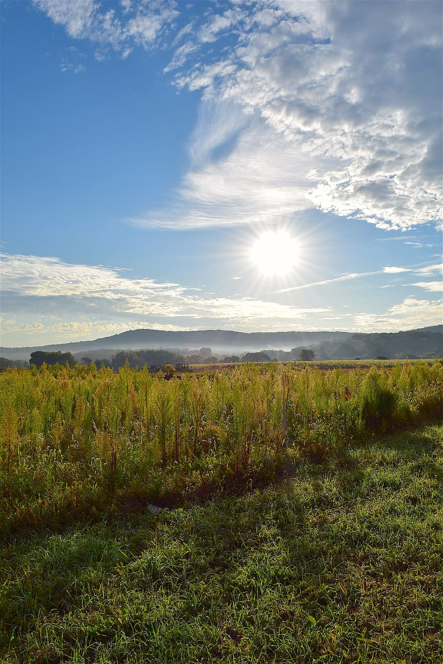 sunrise, field, sky, clouds, nature, summer, landscape, sunlight HD wallpaper
