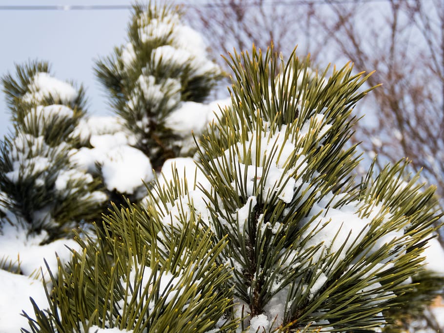 Snow Covered Pine, green, ice, pine leaves, Macro, Nature, Weather HD wallpaper