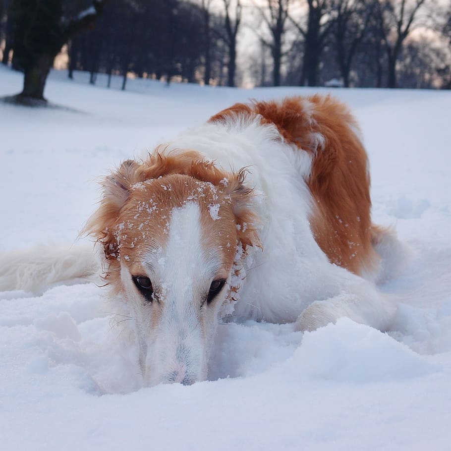 dog, borzoi, hound, winter, snow, playing, cold temperature