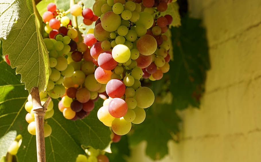 grapes, vine, green grapes, winegrowing, vines, mature, food and drink HD wallpaper