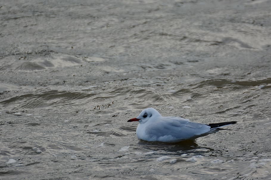 seagull, water, cold, swim, bird, wave, water bird, black headed gull HD wallpaper
