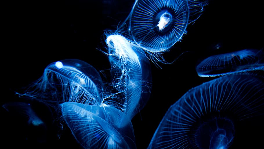 Sea, Dark, gerry, blue, jellyfish, backgrounds, abstract, animal, HD wallpaper