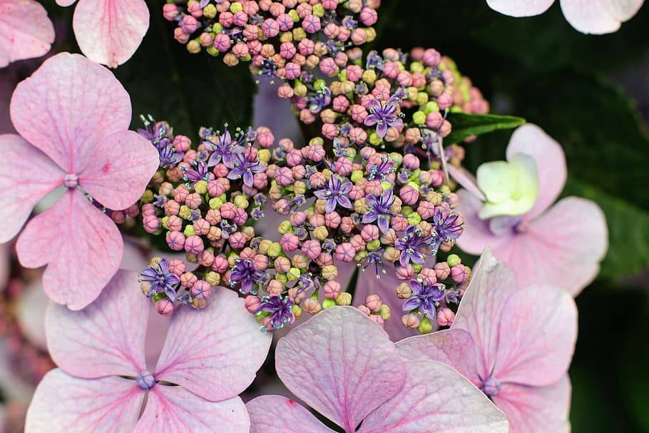 hydrangea, flower, blossom, bloom, close, greenhouse hydrangea HD wallpaper