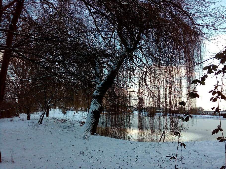 Winter, Lake, Snow, Trees, bare tree, cold temperature, nature HD wallpaper