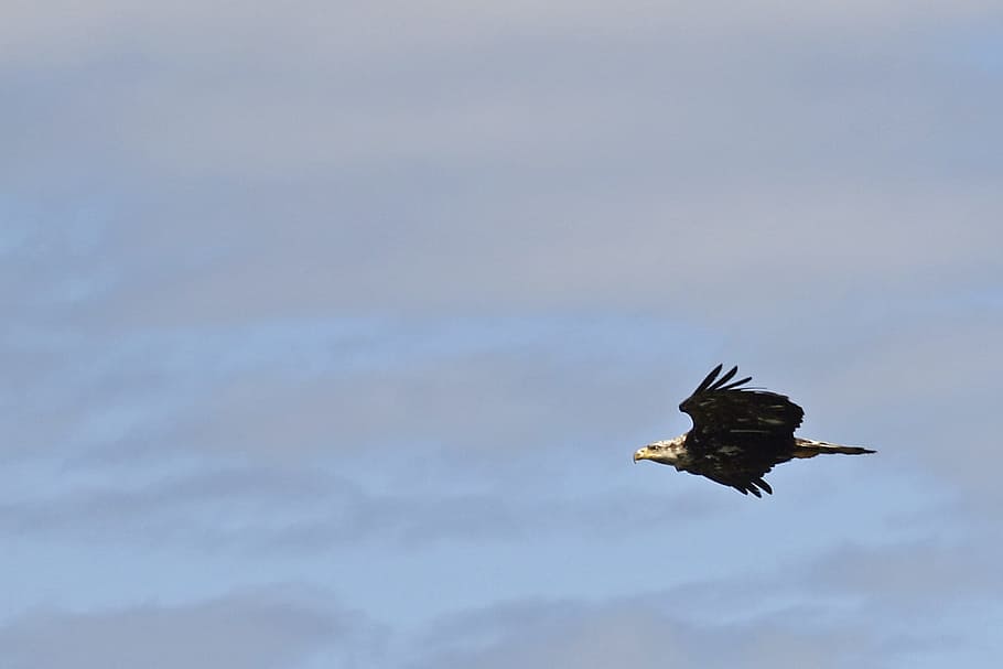 Bald Eagle, Bird, Flying, Animal, sky, gliding, one animal HD wallpaper
