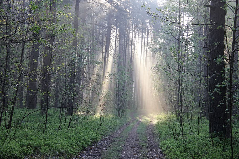 forest, may, light, spring, green, nature, evening, trees, wild HD wallpaper
