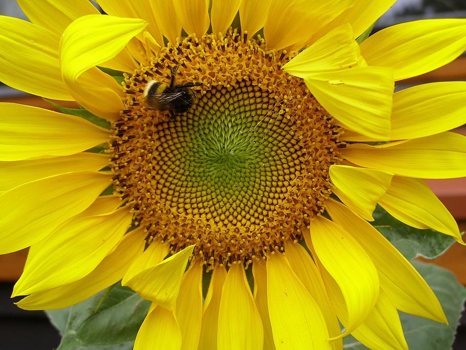 sunflower, yellow, summer, plant, bumblebee, pollinate, the sun HD wallpaper