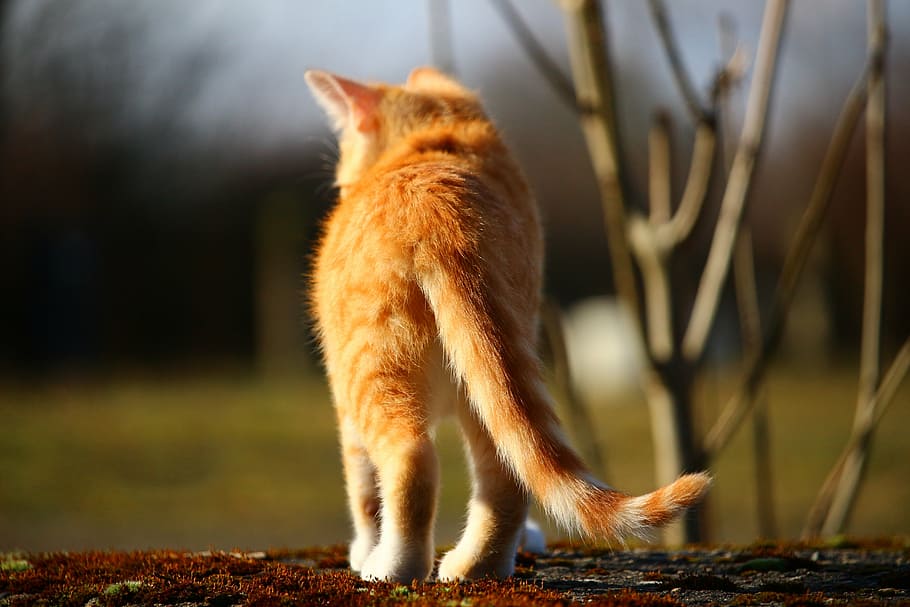 orange cat, kitten, mackerel, red mackerel tabby, red cat, cat baby HD wallpaper
