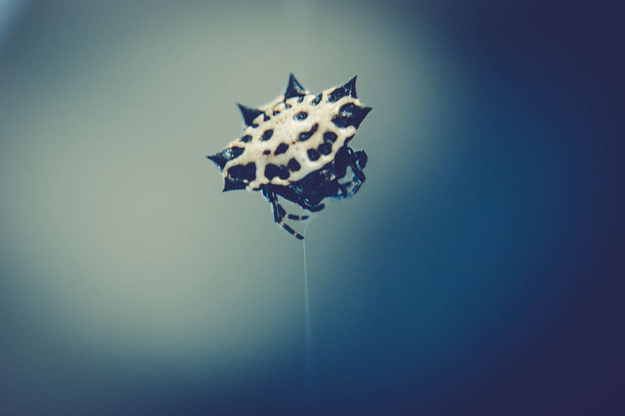 light, blur, freedom, insect, close-up, daylight, focus, macro HD wallpaper