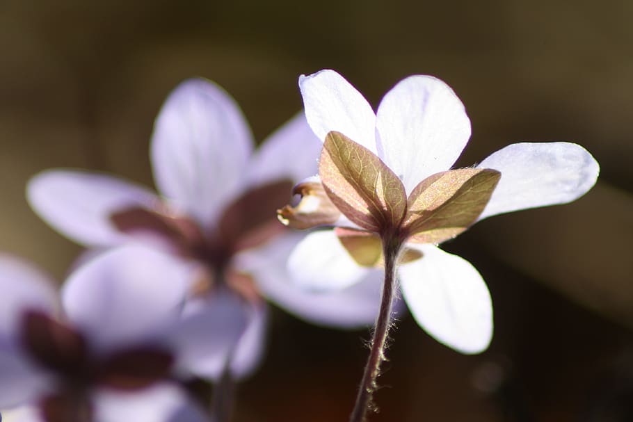 hepatica, plant, flower, spring, spring plant, flowering plant HD wallpaper