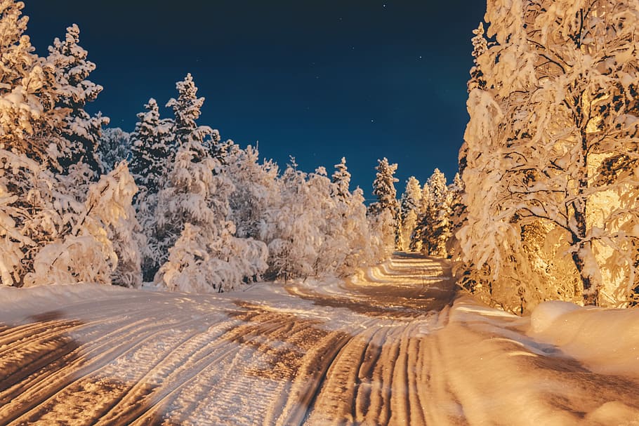 pine trees covered with snow, pathway coated with snow and surrounded with trees HD wallpaper