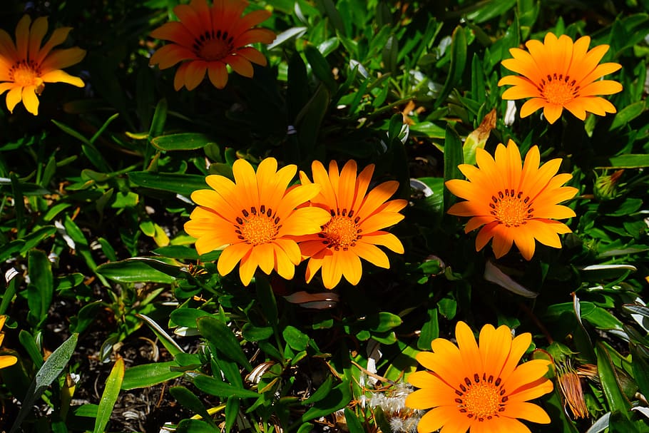Gazania, Flowers, Orange, Bloom, yellow, geäugte gazanie, gazania rigens, HD wallpaper