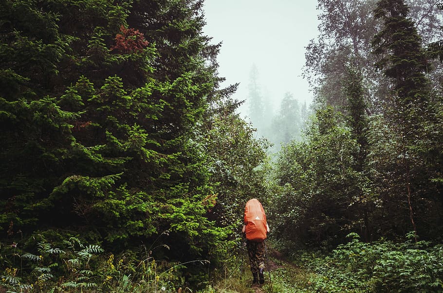 Personal forest. Alone Forestry.