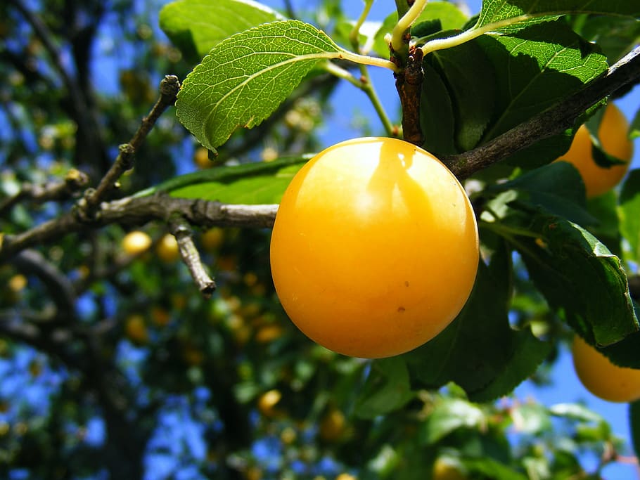 plums, prunu, red, round, sweet, yellow, fruit, nature, leaf HD wallpaper