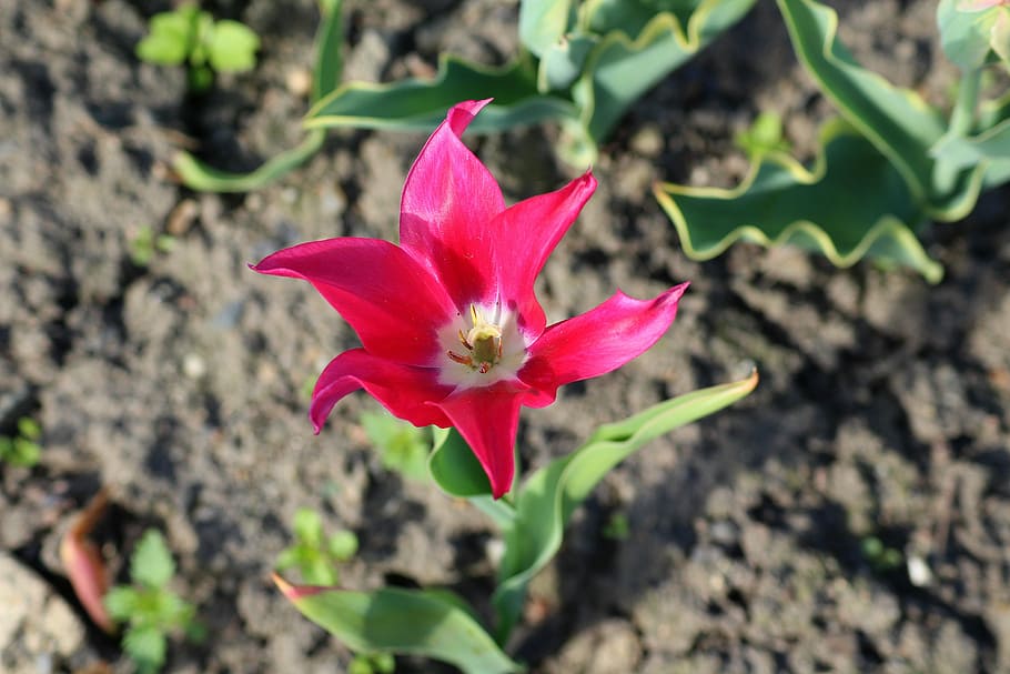 tulip, boost, spring, full bloom, nature, plant, flower, flowering plant HD wallpaper