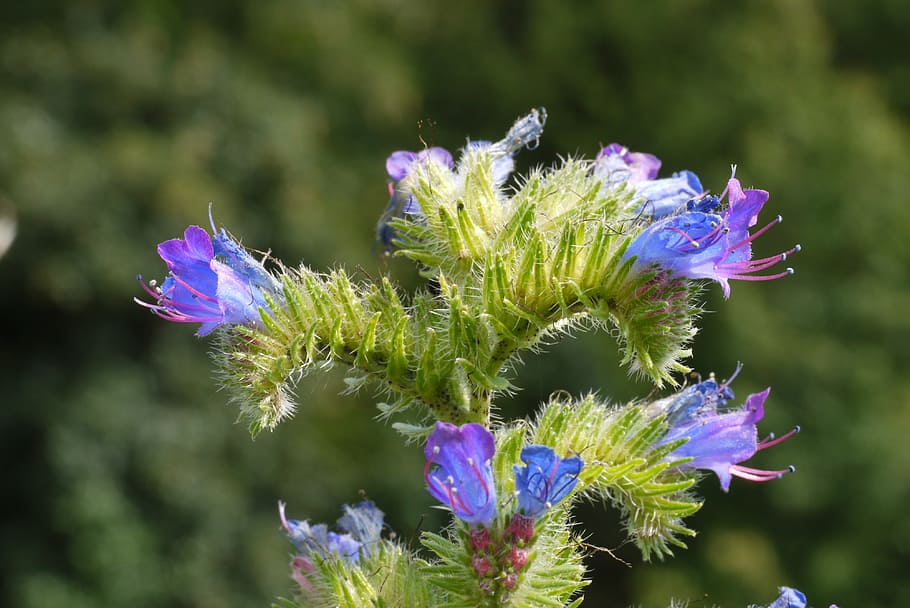 alpine plant, panicle, boom, flowers, blue, purple, violet, HD wallpaper