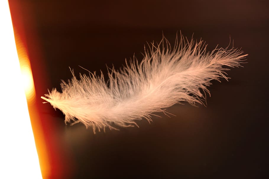 feather, slightly, tender, white, bird feather, animal springs HD wallpaper