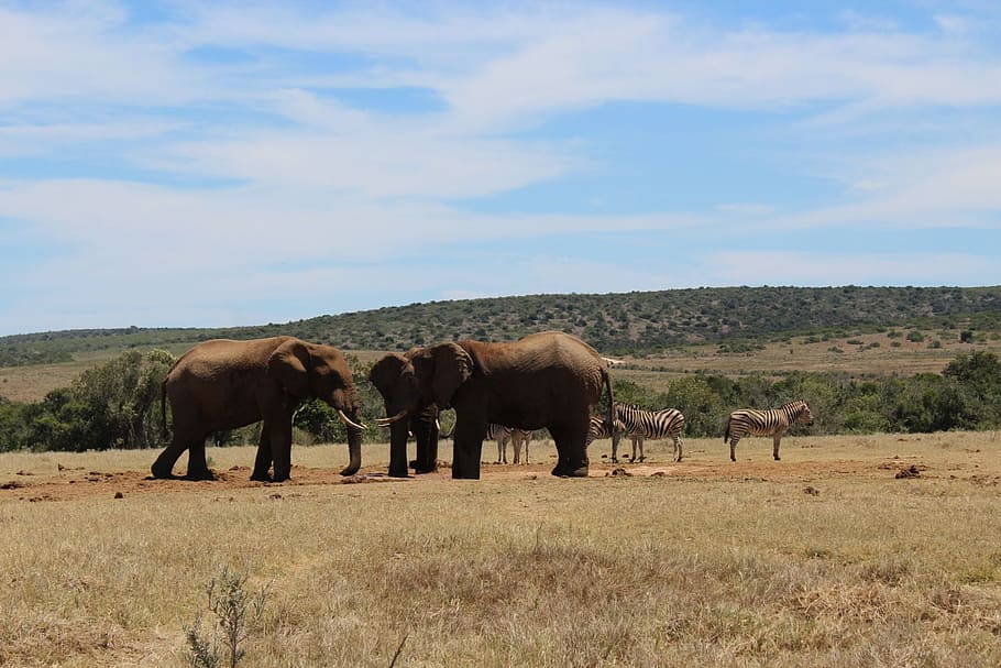 south africa, park, elephant, port elizabeth, group of animals, HD wallpaper