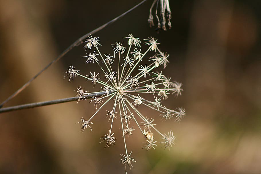nature, plant, snowflake, no people, close-up, focus on foreground HD wallpaper