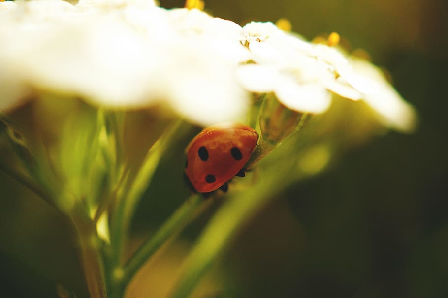 nature, flowers, summer, garden, beetle, blur, bright, close-up HD wallpaper