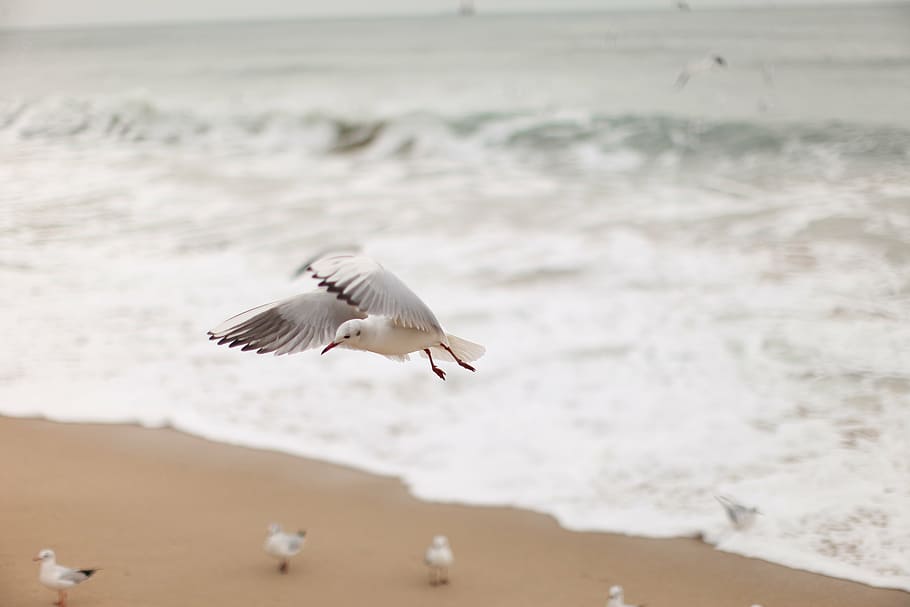 seagull, new, bird, beach, nature, sand, animal, flying, outdoors HD wallpaper