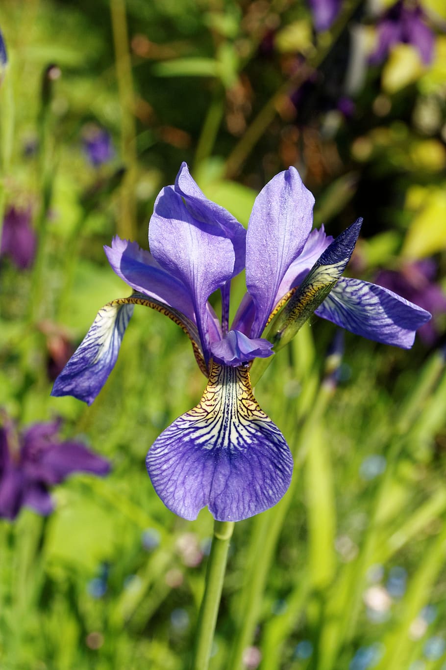 iris, flower, blossom, bloom, close, plant, lily, blue, violet HD wallpaper