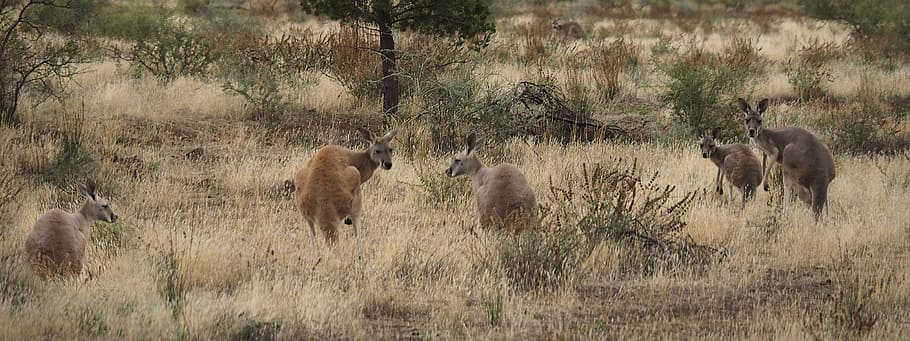 kangaroos, outback, australia, dry, landscape, bush, wild, remote, HD wallpaper