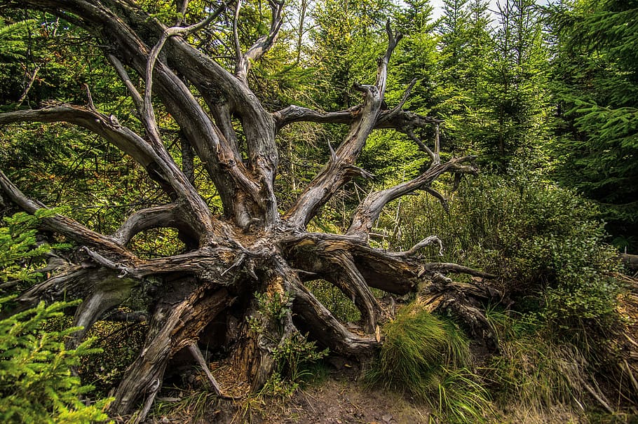 lothar path, aesthetic, tree root, jungle, forest, erosion HD wallpaper
