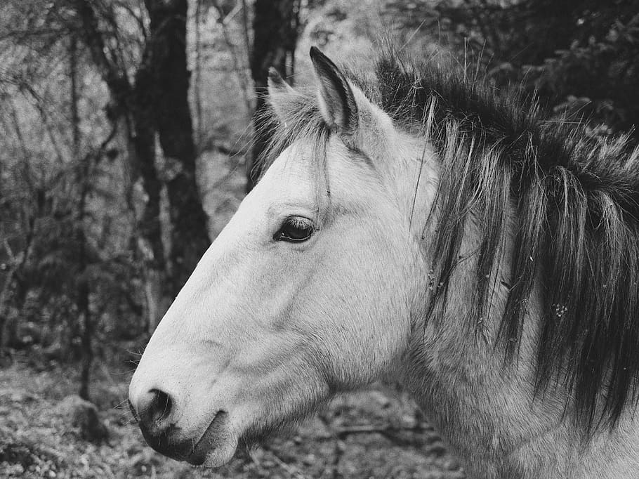 grayscale photography of horse, grayscale photo of horse, pony HD wallpaper