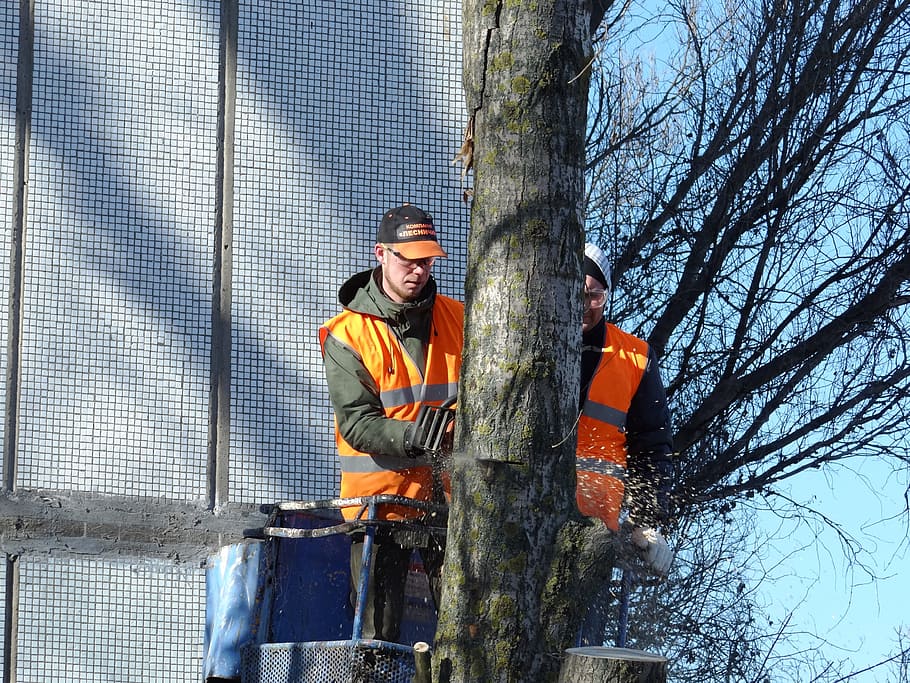 saw cut, trees, old tree, felling, men, one person, occupation HD wallpaper