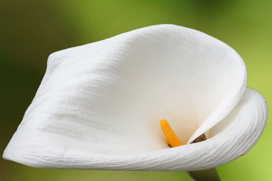 flower, blossom, bloom, calla, white, white blossom, flowering plant HD wallpaper