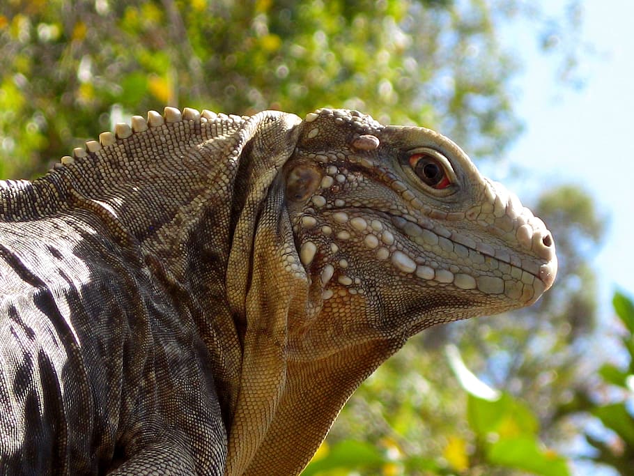 selective focus photo of gray reptile, iguana, cuba, animal, nature, HD wallpaper