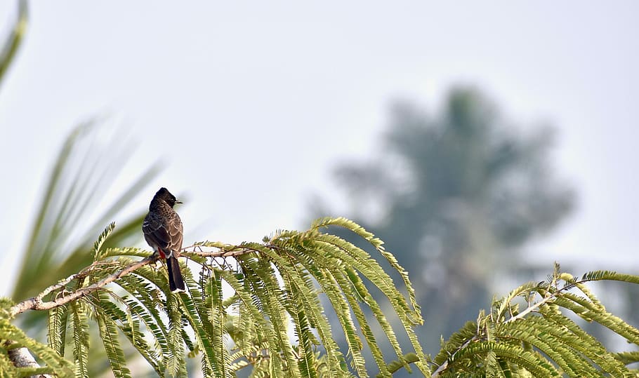 brown bird perching on brown leaf during daytime, branch, feathers HD wallpaper