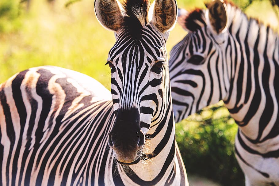 Closeup shot of a pair of zebras, nature, africa, animals, natural, HD wallpaper