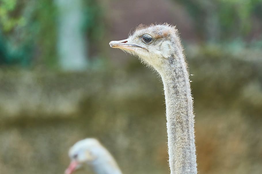 strauss, bird, flightless bird, bill, head, wildlife photography HD wallpaper