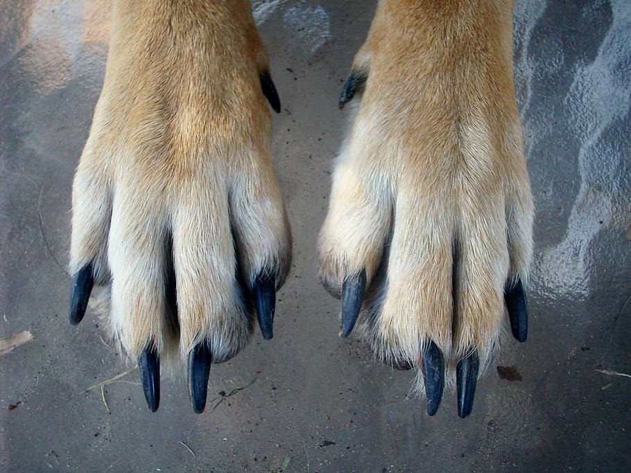 paws, dog, animal, pet, puppy, canine, foot, animal themes, HD wallpaper