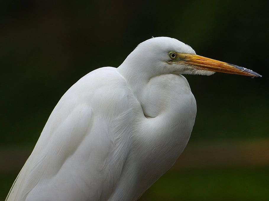 heron, white, bill, animals, nature, bird, fauna, feather, wing, HD wallpaper