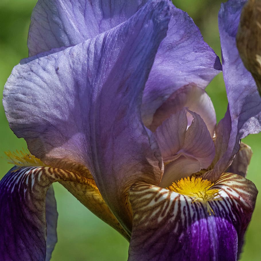 lily, iris, flower, blossom, bloom, iridaceae, section, close HD wallpaper