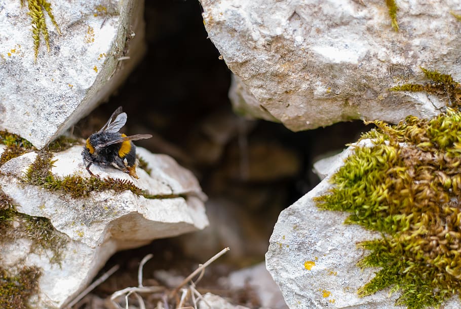 nature, tree, insect, bourdon, pierre, animal themes, animal wildlife HD wallpaper
