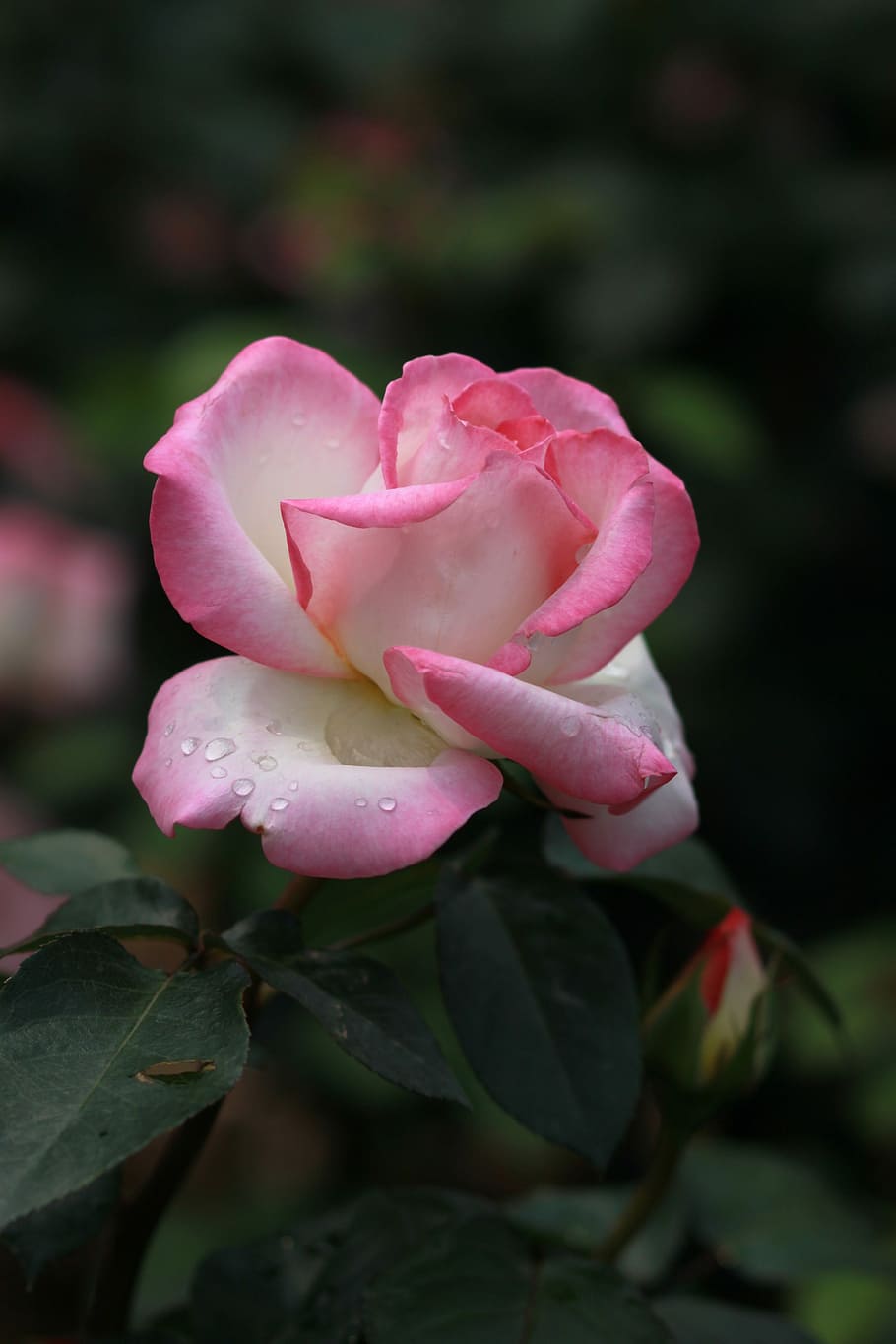 flowers, nature, plants, leaf, garden, rose, pink roses, dew