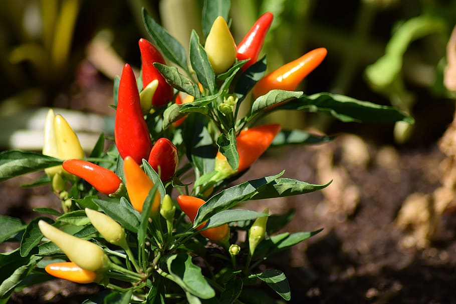 shallow focus photography of red jalapenos, vegetables, pepperoni HD wallpaper